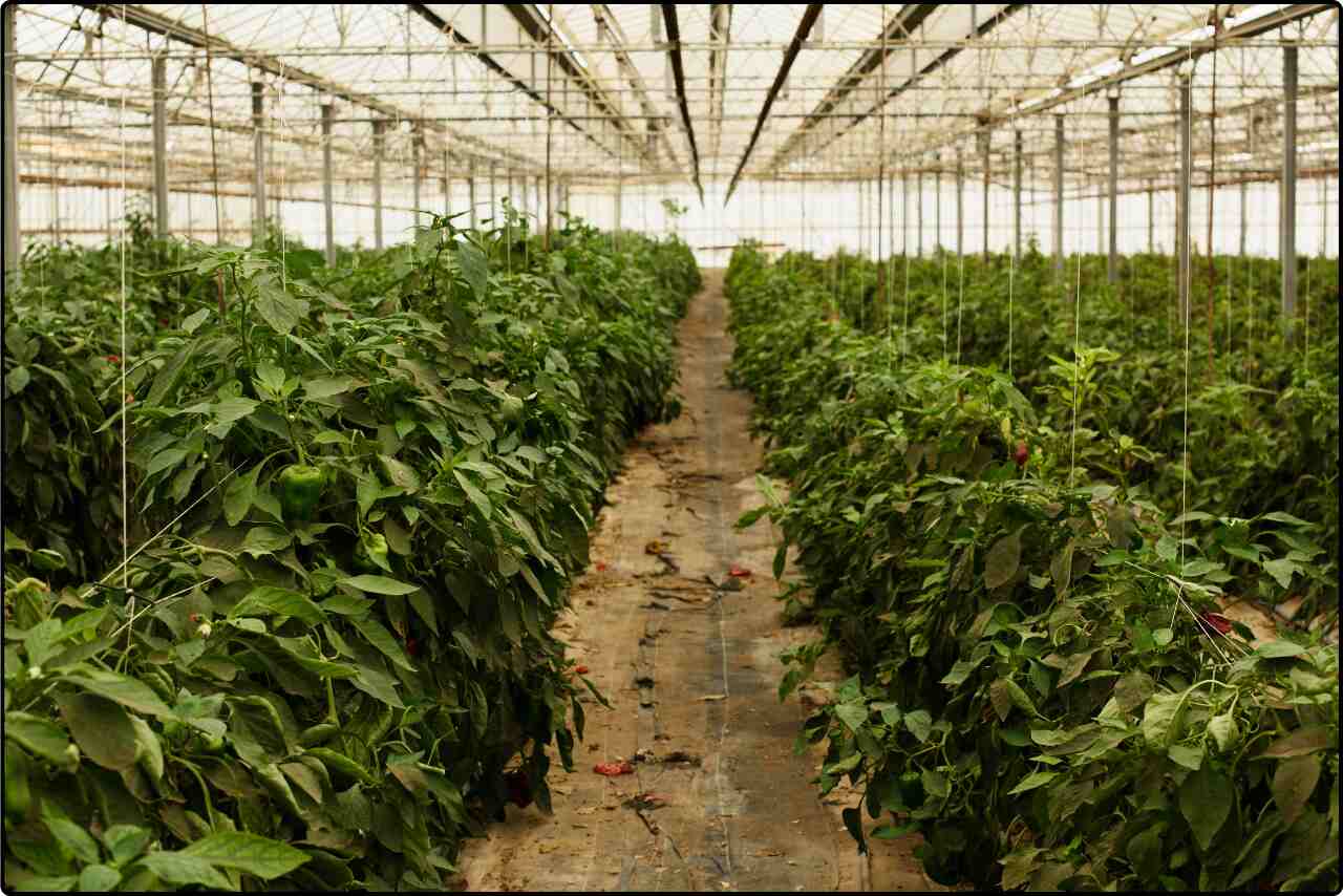 View of an indoor farm showcasing rows of crops cultivated using regenerative farming methods, with a focus on healthy plant growth.